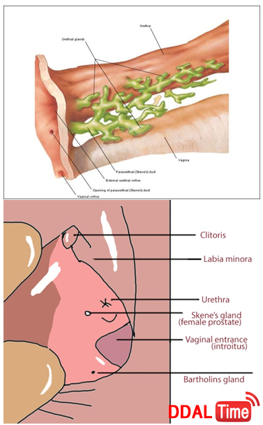 강제 여성사정에 대한 나름의 소견과 팁              이미지 #2