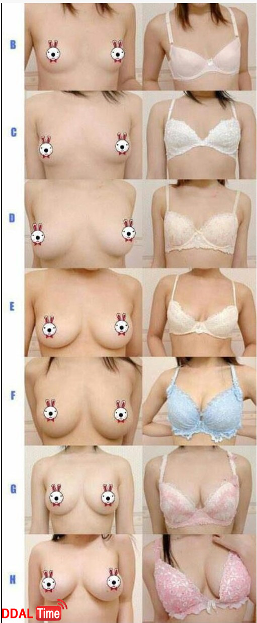 여자 가슴 B~H컵까지 실제 크기 이미지 #1