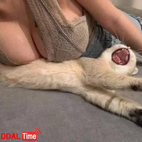 ㅇㅎ) 고양이 학대녀.. jpg 이미지 #1