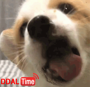 진심 개처럼 쳐박고 냄새 맡기 쌉가능 이미지 #1