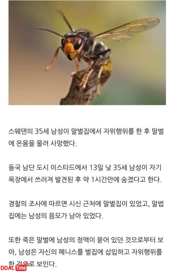 말벌집으로 자위한남자.. 이미지 #2